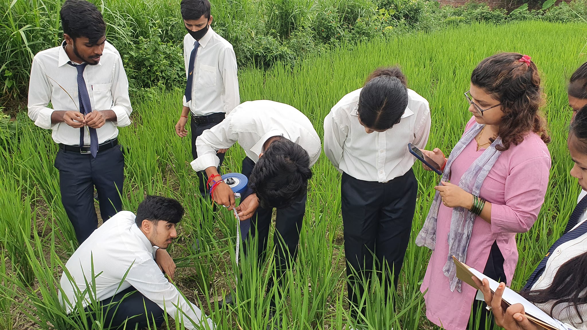 Measurement of Plant Height in Rice plant